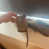 Clarks i grå
